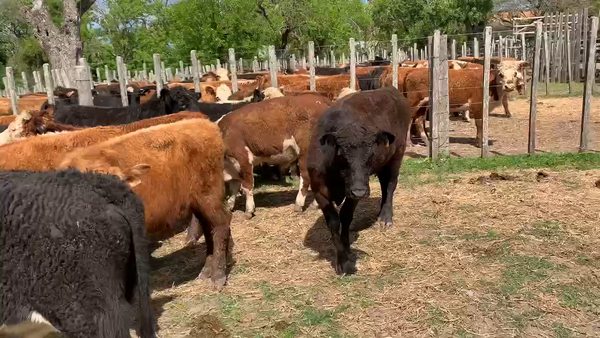 Lote 55 Novillos 1 a 2 años en Melo, Cerro Largo