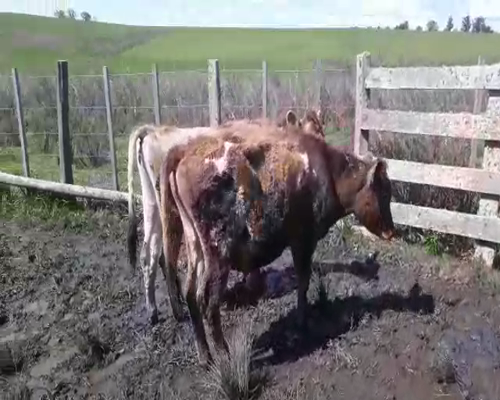 Lote 4 Terneros KIWI 200kg - , San José