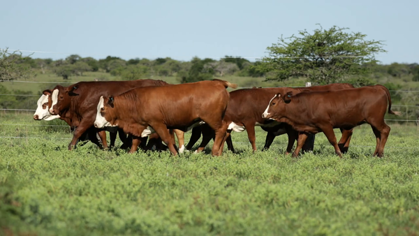Lote Vaquilla para servicio