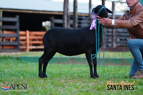Lote Nacional Santa Inés Bozal - Lote 48