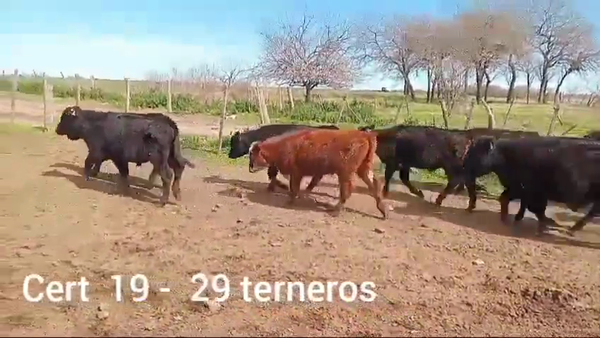 Lote TERNEROS
