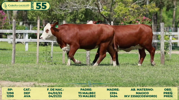 Lote LOTE 55