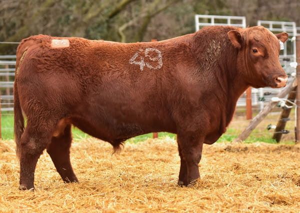 45577 — TOROS ANGUS PC