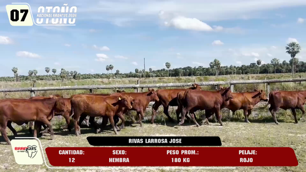 Lote LOTE 7