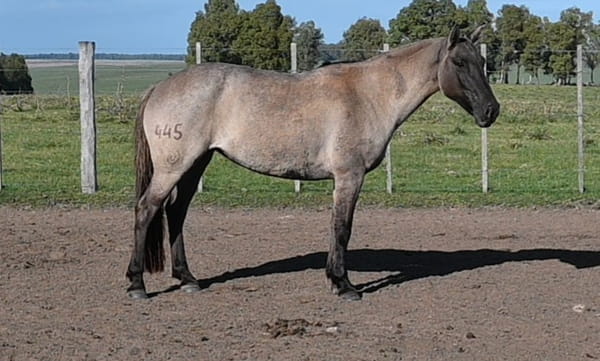 Lote HG ESCARCHA