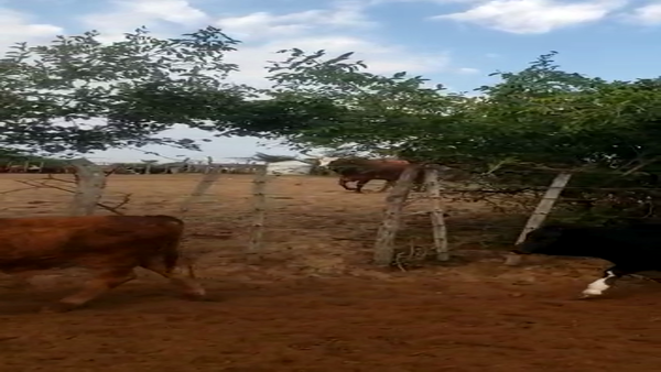 Lote 60 Terneros Braford y sus cruzas en Esquina, Corrientes