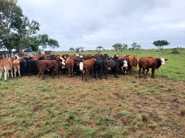 Lote SAENZ VALIENTE, BULLRICH Y Cia. S.A.