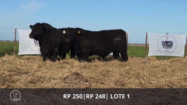 Lote TOROS PUROS DE PEDIGREE