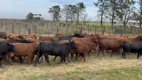 Lote 48 Vacas p/ invernar en Santa Fe, Sta. Margarita