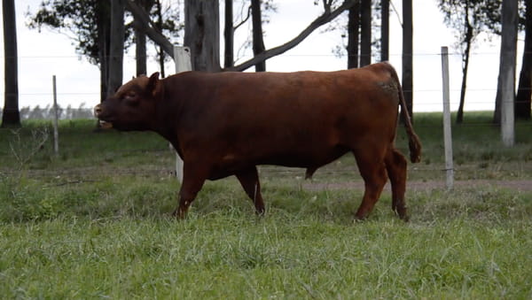 Lote ABERDEEN ANGUS PURO CONTROLADO SA