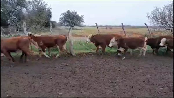Lote 120 Terneros en Villaguay, Entre Ríos