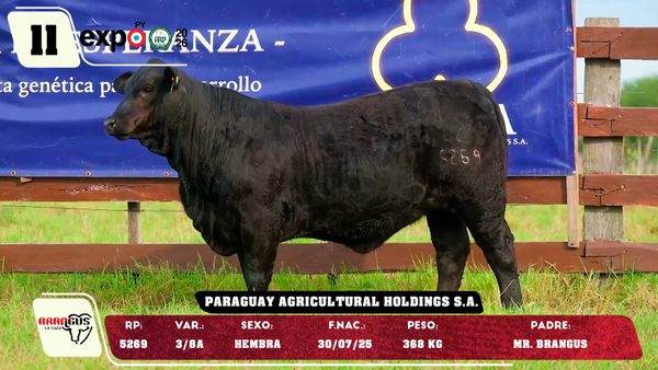 Lote LOTE 11