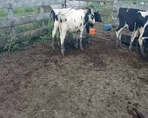 Lote (Vendido)9 Terneros HOLANDO 250kg -  en CARRETA QUEMADA