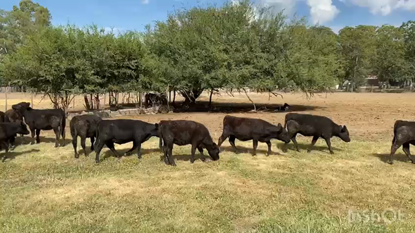 Lote 75 Terneras en Brandsen, Buenos Aires