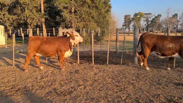 Lote CABAÑA LA ESPERANZA