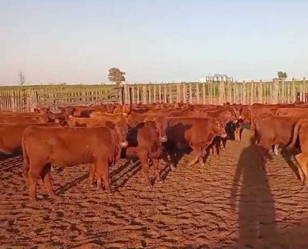 Lote 70 Terneras en Buenos Aires