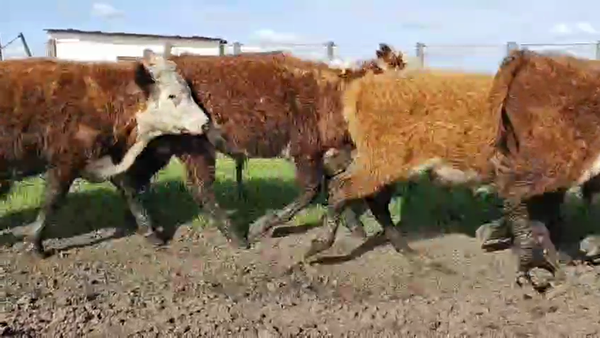 Lote 50 Terneros en Tres Arroyos