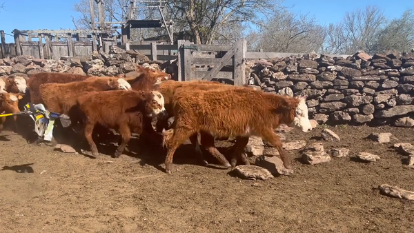 Lote Terneras