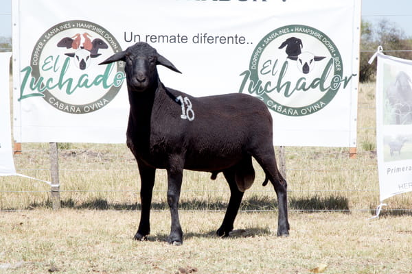 Lote OVINO STA. INES MACHO PPC