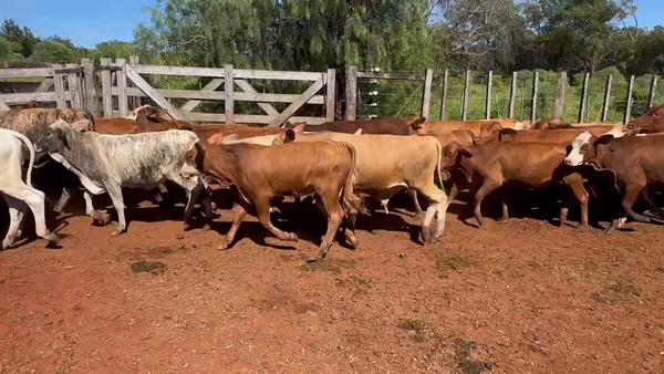 Lote 60 Terneros/as en Col. Liebig, Corrientes