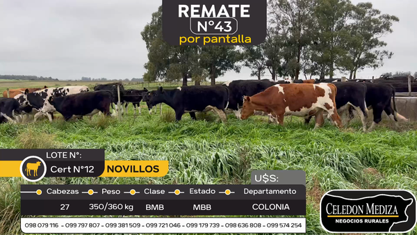 Lote 27 Novillos en Otra Localidad, Colonia