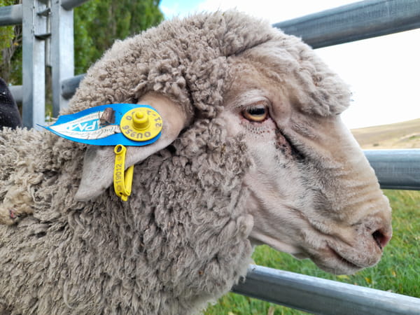 Lote Carnero TOP A, 21-1400