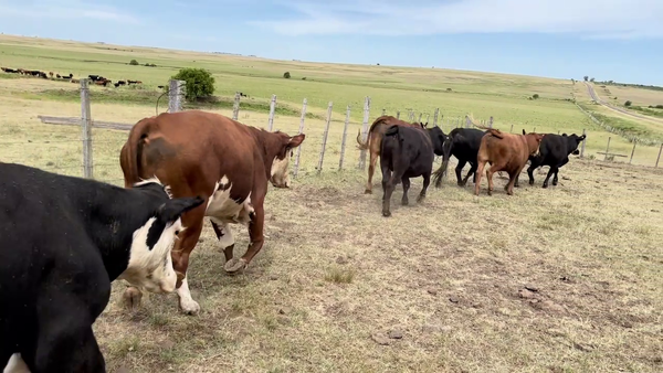 Lote NOVILLOS MAS DE 3 AÑOS