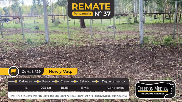Lote 16 Novillos y vaquillonas 1 a 2 años en Estación Atlántida, Canelones