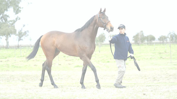 Lote MONTEAGUDO (NICODEMUS - IN ACCION)
