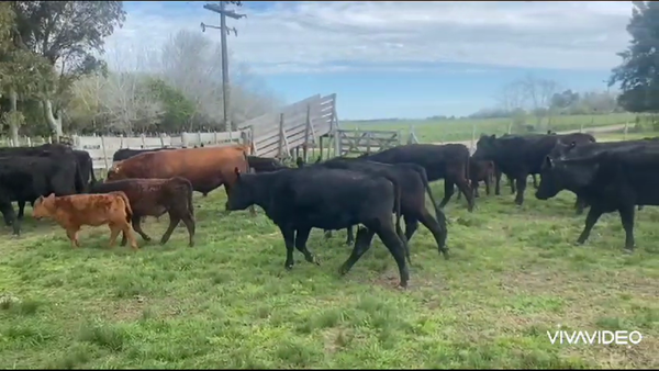 Lote 30 Vaquillonas C/ cria en Brandsen, Buenos Aires