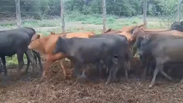 Lote 116 Terneras en Gral. Manuel Belgrano, Formosa