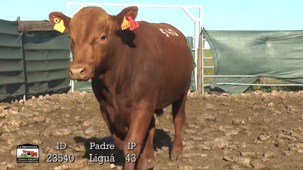 Lote 3 Toros, Durazno