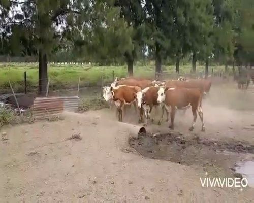 Lote 16 Novillitos en Brandsen, Buenos Aires