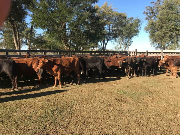 Lote 85 Novillitos en Pirané, Formosa