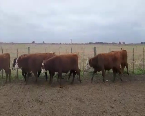 Lote 65 Terneros en Cañuelas, Buenos Aires