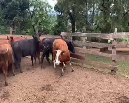 Lote 20 Vaquilla Engorda en Purranque, X Región Los Lagos