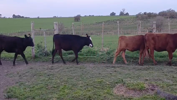 Lote (Vendido)5 Terneras 3 RA - 1 AA - 1 AA/ HE 178kg -  en PUNTAS DEL PERDIDO