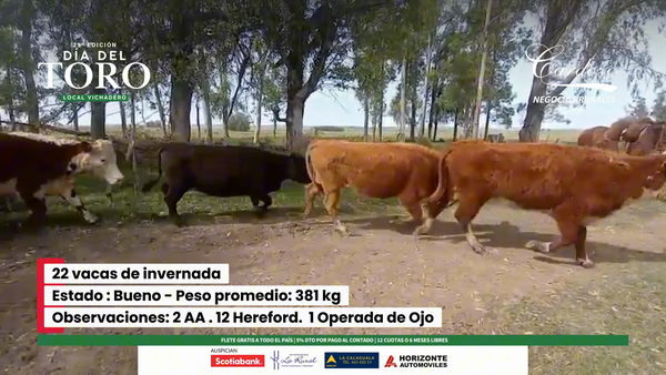 Lote 22 Vacas de Invernada