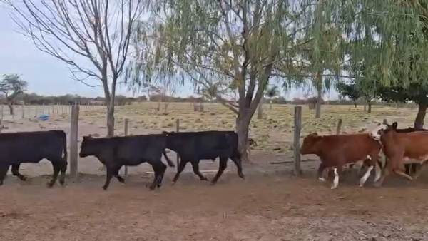 Lote 115 Terneros/as