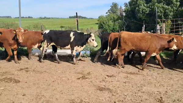 Lote NOVILLOS 1 a 2 AÑOS