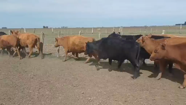 Lote 46 Vacas de invernar en Entre Ríos, San Salvador