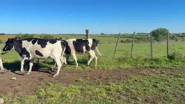 Lote VAQUILLONAS 1 a 2 AÑOS