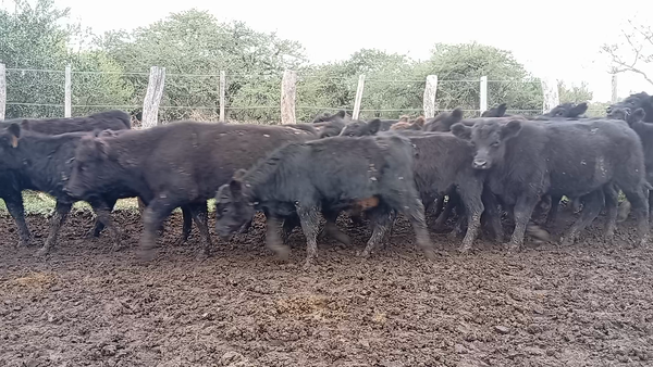Lote 37 Terneros/as