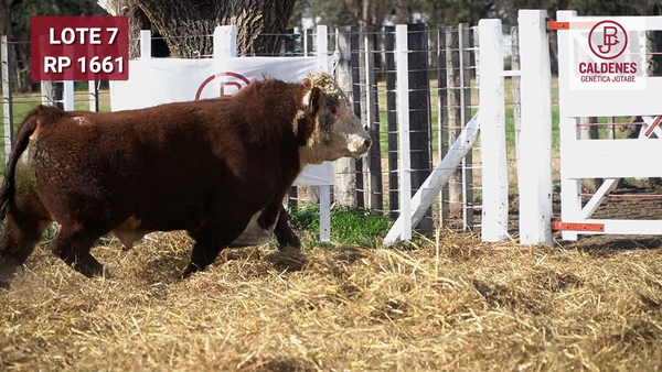 Lote Toro PR