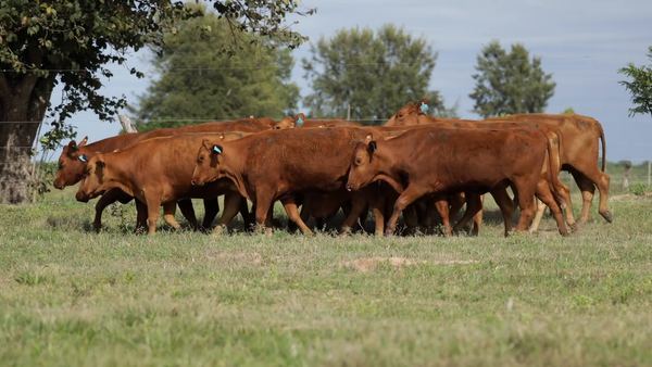Lote Vaquilla Preñada