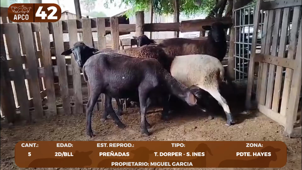Lote LOTE 42 -POR PANTALLA