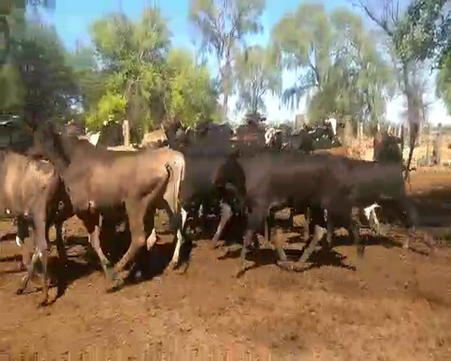 Lote 45 Novillitos en Monte Quemado, Santiago del Estero