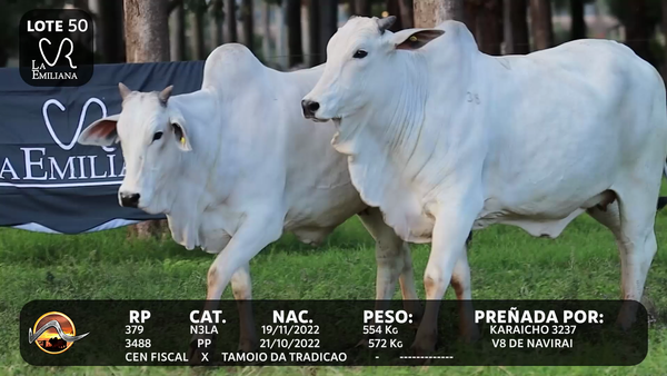 Lote LOTE 50