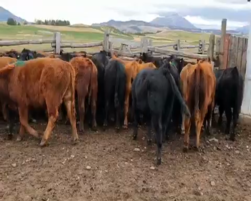 Lote 70 Ternero en XI Región Aysén, Coyhaique