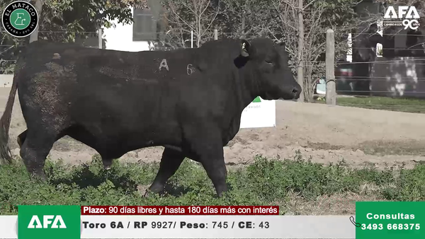 Lote """EL MATACO"" Toros"